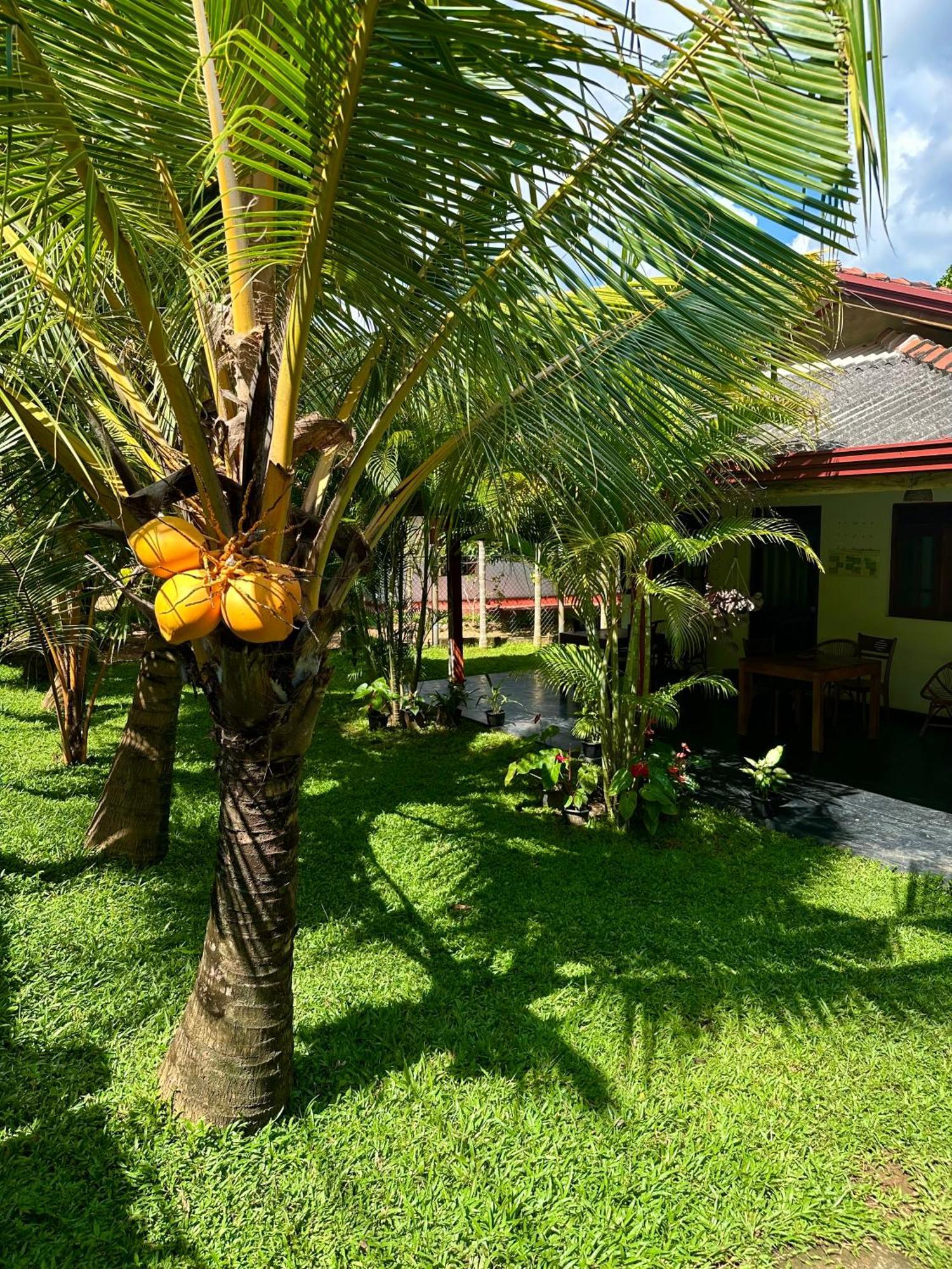 Jasmin Homestay Marakolliya Tangalle Buitenkant foto