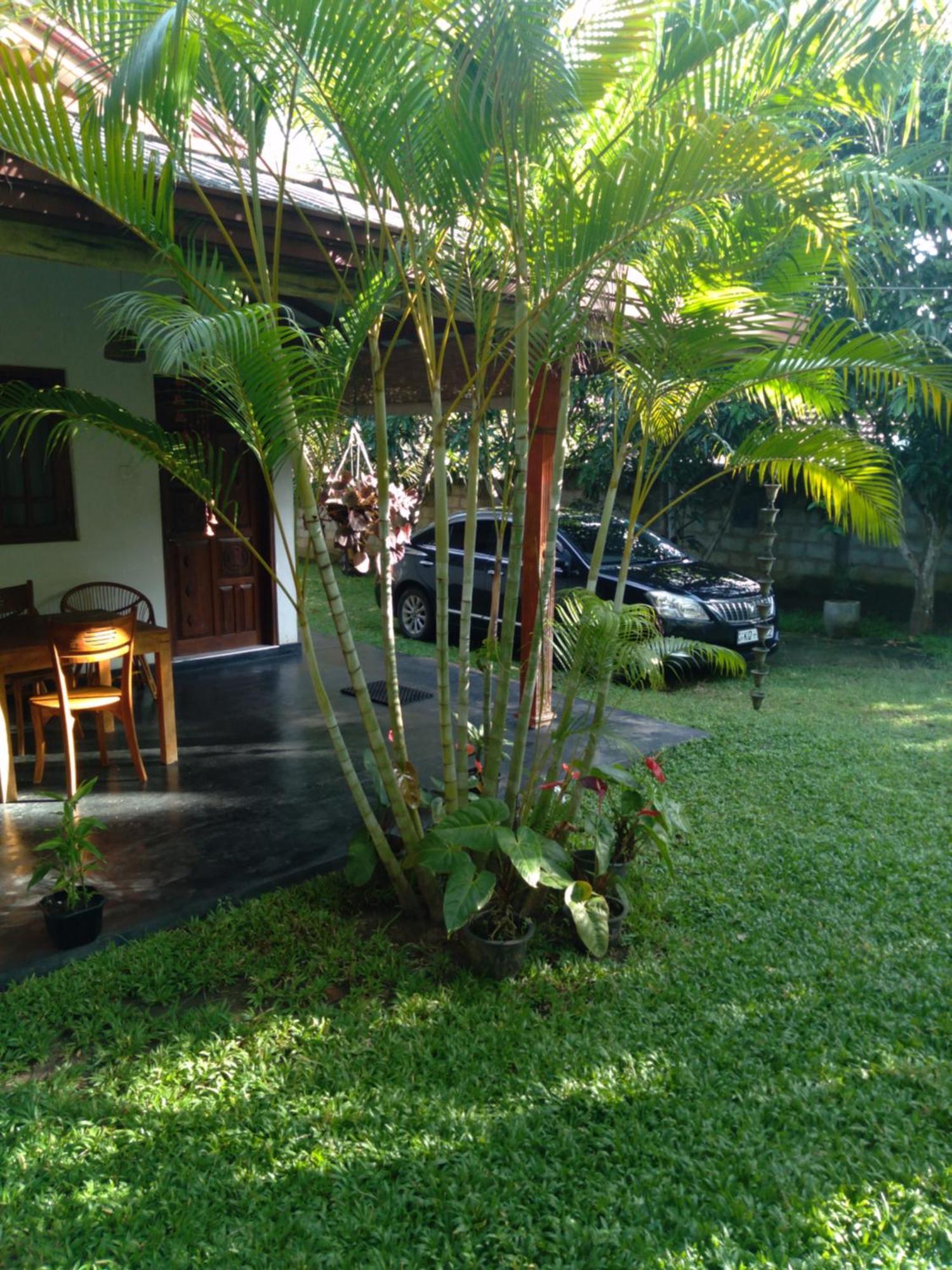 Jasmin Homestay Marakolliya Tangalle Buitenkant foto