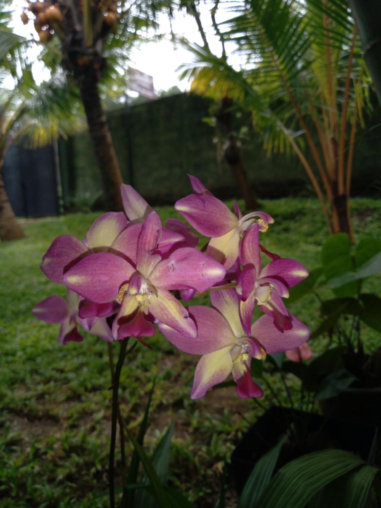 Jasmin Homestay Marakolliya Tangalle Buitenkant foto
